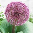 Bulbi Allium Red Giant (Ceapa decorativa) allium red giant bulbi frunze decorative 110x110