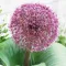 Bulbi Allium Red Giant (Ceapa decorativa)