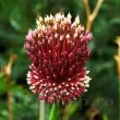 allium red mohican bulbi flori rare 110x110