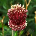Bulbi Allium Red Mohican (Ceapa decorativa)