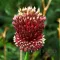 Bulbi Allium Red Mohican (Ceapa decorativa)