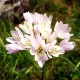 allium roseum bulbi naturalizare gazon