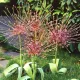 allium schubertii bulbi aspect exotic