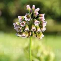 Bulbi Allium Siculum (Ceapa decorativa)