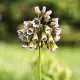 Bulbi Allium Siculum (Ceapa decorativa) allium siculum bulbi miere albine