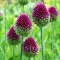 Bulbi Allium Sphaerocephalon (Ceapa decorativa)