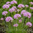 allium unifolium bulbi flori toamna gradina 110x110