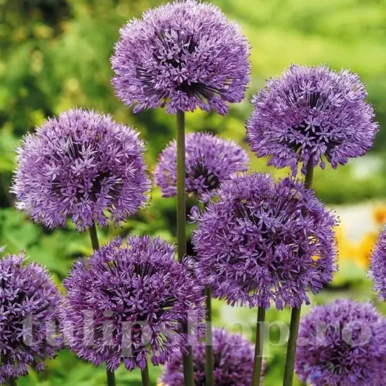 Bulbi Allium Aflatunense (Ceapa decorativa) bulbi allium aflatunense tulipshop