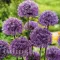 Bulbi Allium Aflatunense (Ceapa decorativa)