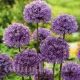 Bulbi Allium Aflatunense (Ceapa decorativa) bulbi allium aflatunense tulipshop