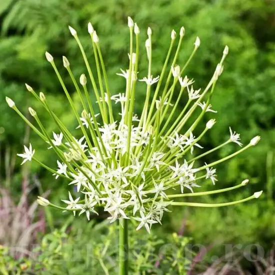 bulbi allium arctic snow tulipshop