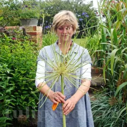 Bulbi Allium Arctic Snow (Ceapa decorativa)