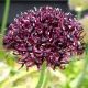bulbi allium atropurpureum tulipshop