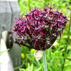 Bulbi Allium Atropurpureum (Ceapa decorativa)