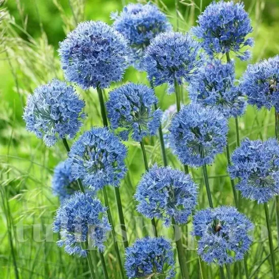 Bulbi Allium Caeruleum (Ceapa decorativa) bulbi allium caeruleum tulipshop