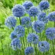 Bulbi Allium Caeruleum (Ceapa decorativa) bulbi allium caeruleum tulipshop