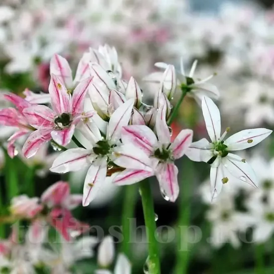 Bulbi Allium Cameleon (Ceapa decorativa) bulbi allium cameleon tulipshop