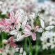 Bulbi Allium Cameleon (Ceapa decorativa) bulbi allium cameleon tulipshop