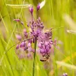 Bulbi Allium Carinatum Pulchellum (Ceapa decorativa) bulbi allium carinatum pulchellum ceapa decorativa tulipshop 110x110