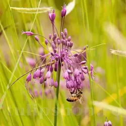 Bulbi Allium Carinatum Pulchellum (Ceapa decorativa) Bulbi Allium Carinatum Pulchellum (Ceapa decorativa)