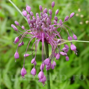 Bulbi Allium Carinatum Pulchellum (Ceapa decorativa)