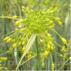 Bulbi Allium Chloranthum Yellow Fantasy (Ceapa decorativa)