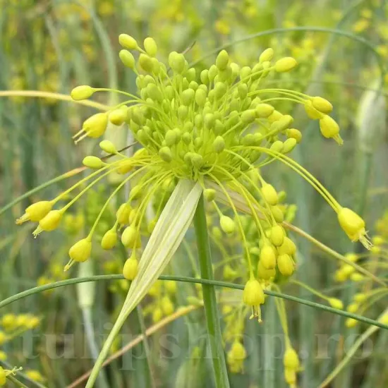 Bulbi Allium Chloranthum Yellow Fantasy (Ceapa decorativa) bulbi allium chlorantum yellow fantasy ceapa decorativa tulipshop