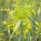 Bulbi Allium Chloranthum Yellow Fantasy (Ceapa decorativa)
