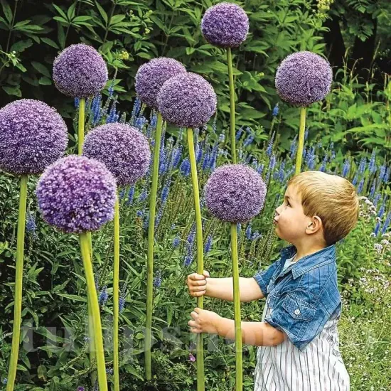 bulbi allium gladiator tulipshop
