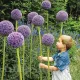 bulbi allium gladiator tulipshop