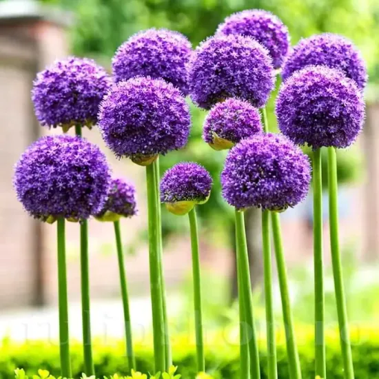 bulbi allium globemaster