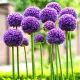 bulbi allium globemaster tulipshop