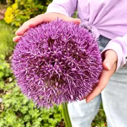 Bulbi Allium Globemaster (Ceapa decorativa)