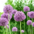 Bulbi Allium Goliath (Ceapa decorativa) bulbi allium goliath ceapa decorativa flori gigante 110x110