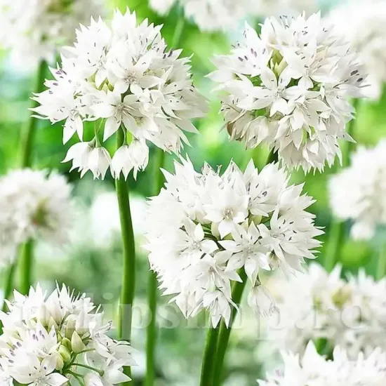 bulbi allium graceful tulipshop