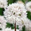 Bulbi Allium Graceful (Ceapa decorativa)