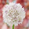 Bulbi Allium Graceful (Ceapa decorativa)