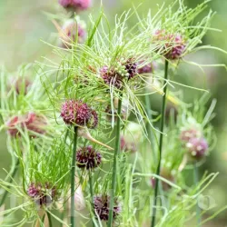 Bulbi Allium Hair (Ceapa decorativa) Bulbi Allium Hair (Ceapa decorativa)