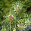Bulbi Allium Hair (Ceapa decorativa) bulbi allium hair filamente verzi plantare toamna 110x110