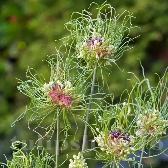 Bulbi Allium Hair (Ceapa decorativa) bulbi allium hair filamente verzi plantare toamna