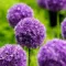 Bulbi Allium His Excellency (Ceapa decorativa)