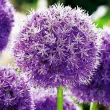 Bulbi Allium His Excellency (Ceapa decorativa) bulbi allium his excellency plantare toamna gradina 110x110
