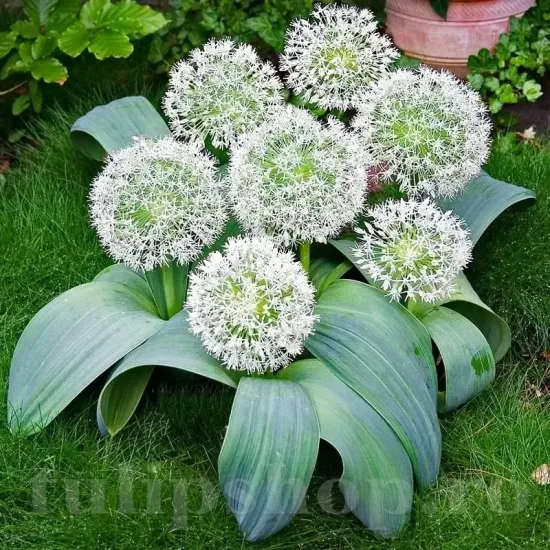 bulbi allium ivory queen