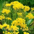 bulbi allium moly tulipshop 110x110