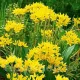 bulbi allium moly tulipshop