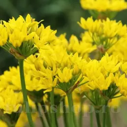 Bulbi Allium Moly (Ceapa decorativa)