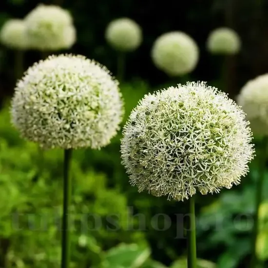 Bulbi Allium Mount Everest bulbi allium mount everest tulipshop