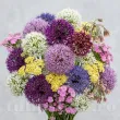 Pachet Bulbi Allium Compoziție Mix50 (Ceapă Decorativă) bulbi allium premium mix50 ceapa decorativa mov alb 110x110