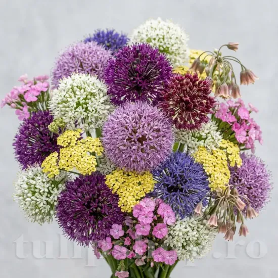 Pachet Bulbi Allium Compoziție Mix50 (Ceapă Decorativă) bulbi allium premium mix50 ceapa decorativa mov alb