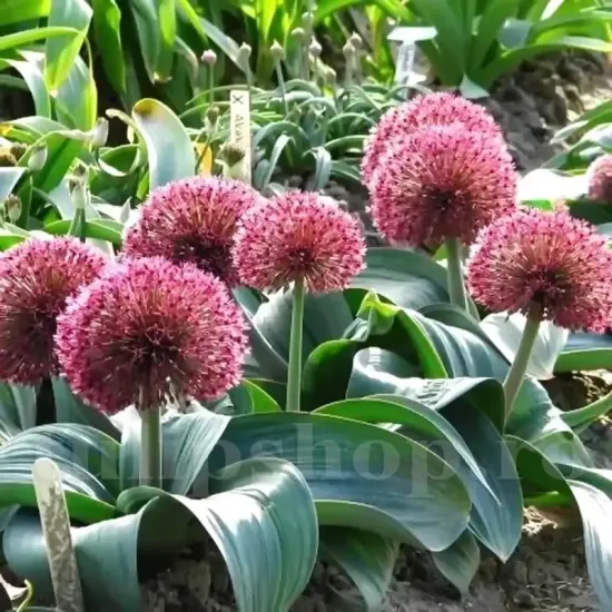bulbi allium red giant